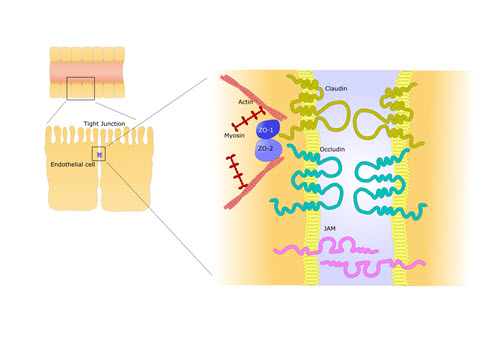 2-endothelial-cells-tight-junction