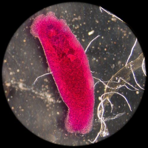 Close-up of microorganism