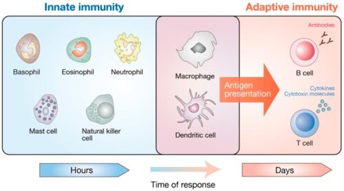 Innate and Adaptive Immunity
