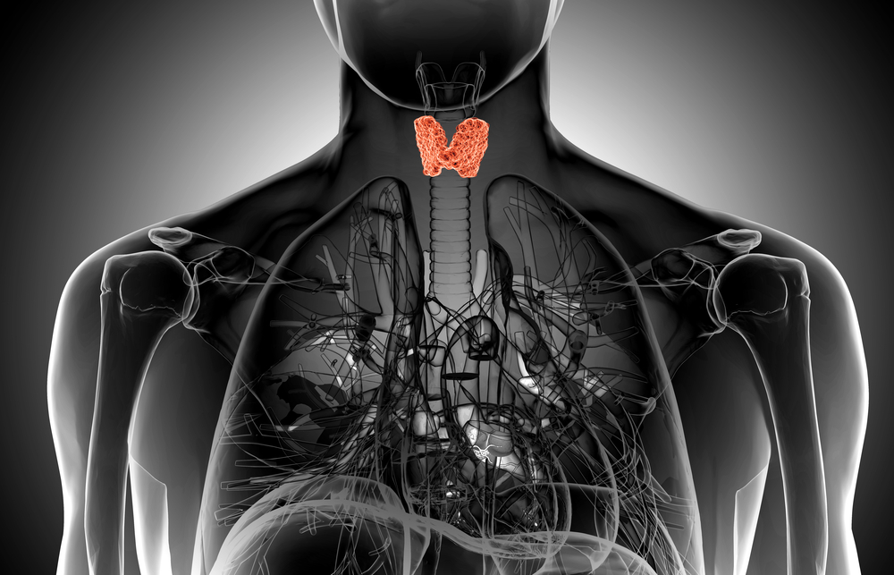 Thyroid gland