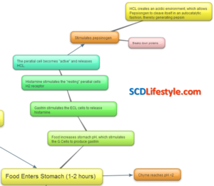 digestive-process